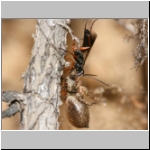 Agenioideus cinctellus - Wegwespe mit Spinne 01f - Sandgrube Niedringhaussee.jpg